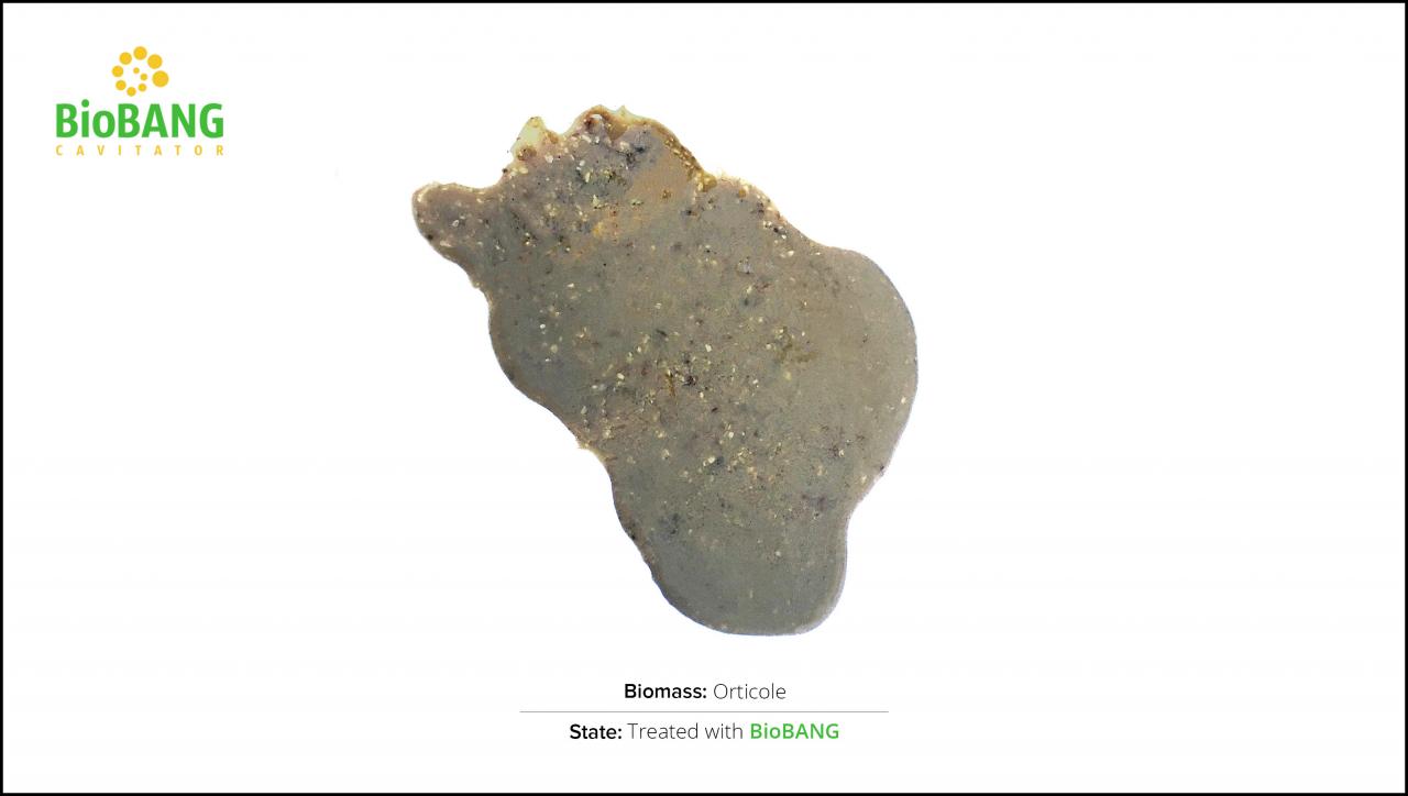 test-biomass-horticultural-seeds-2