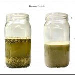 test-biomass-horticultural-seeds-4