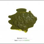 test-biomassa-moringa-2 test-biomassa-moringa-2