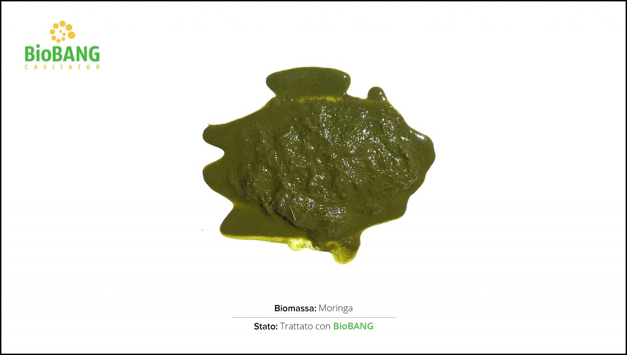 test-biomassa-moringa-2 test-biomassa-moringa-2