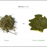 test-biomassa-moringa-3 test-biomassa-moringa-3