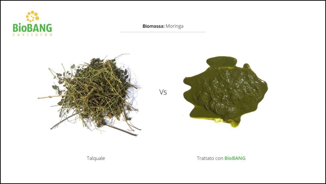 test-biomassa-moringa-3 test-biomassa-moringa-3