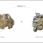 test-biomassa-pasta-3