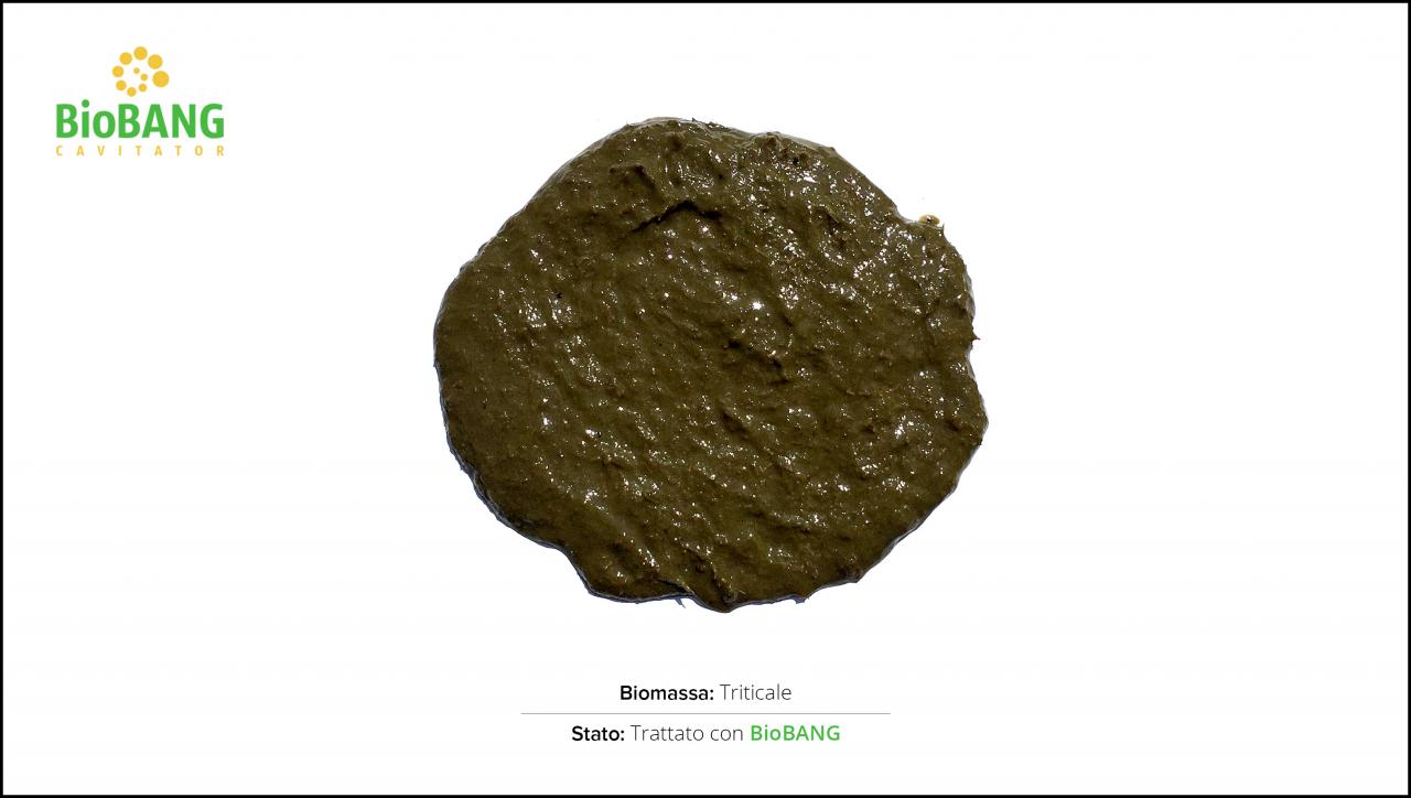 test-biomassa-triticale_2 test-biomassa-triticale_2