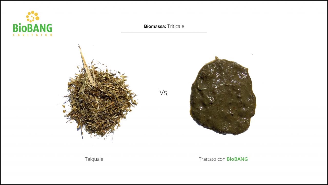 test-biomassa-triticale_3 test-biomassa-triticale_3