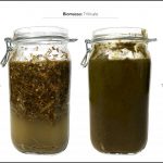 test-biomassa-triticale_4 test-biomassa-triticale_4