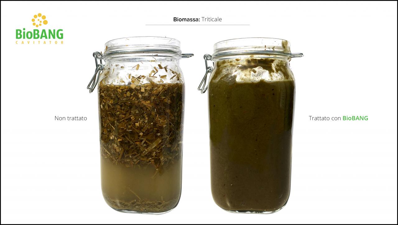 test-biomassa-triticale_4 test-biomassa-triticale_4