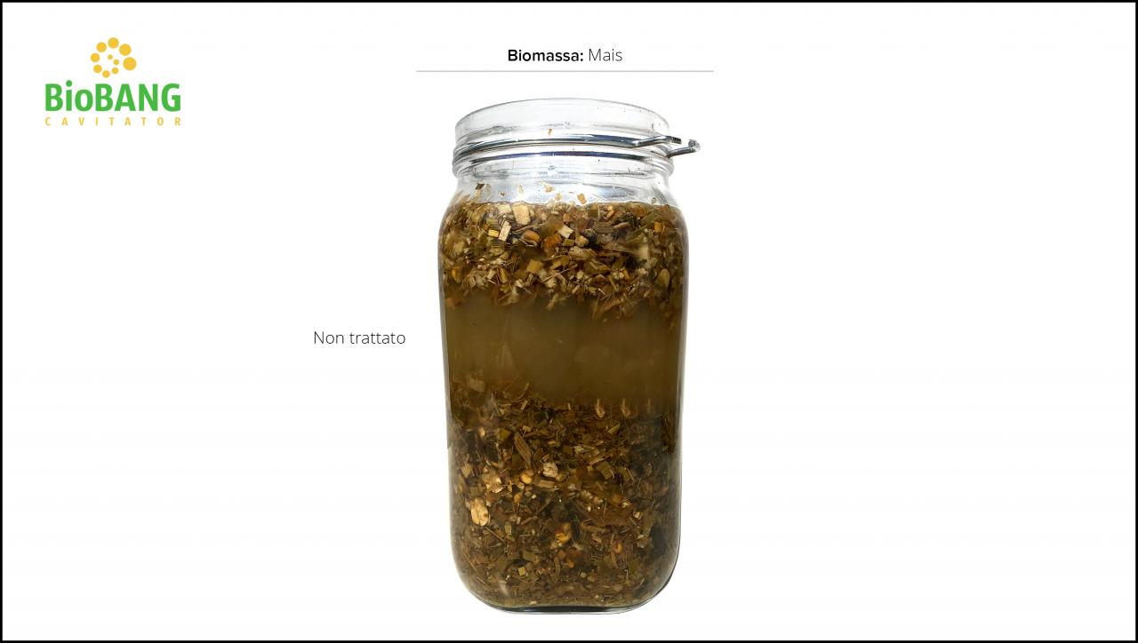 test-biomassa-triticale_5 test-biomassa-triticale_5