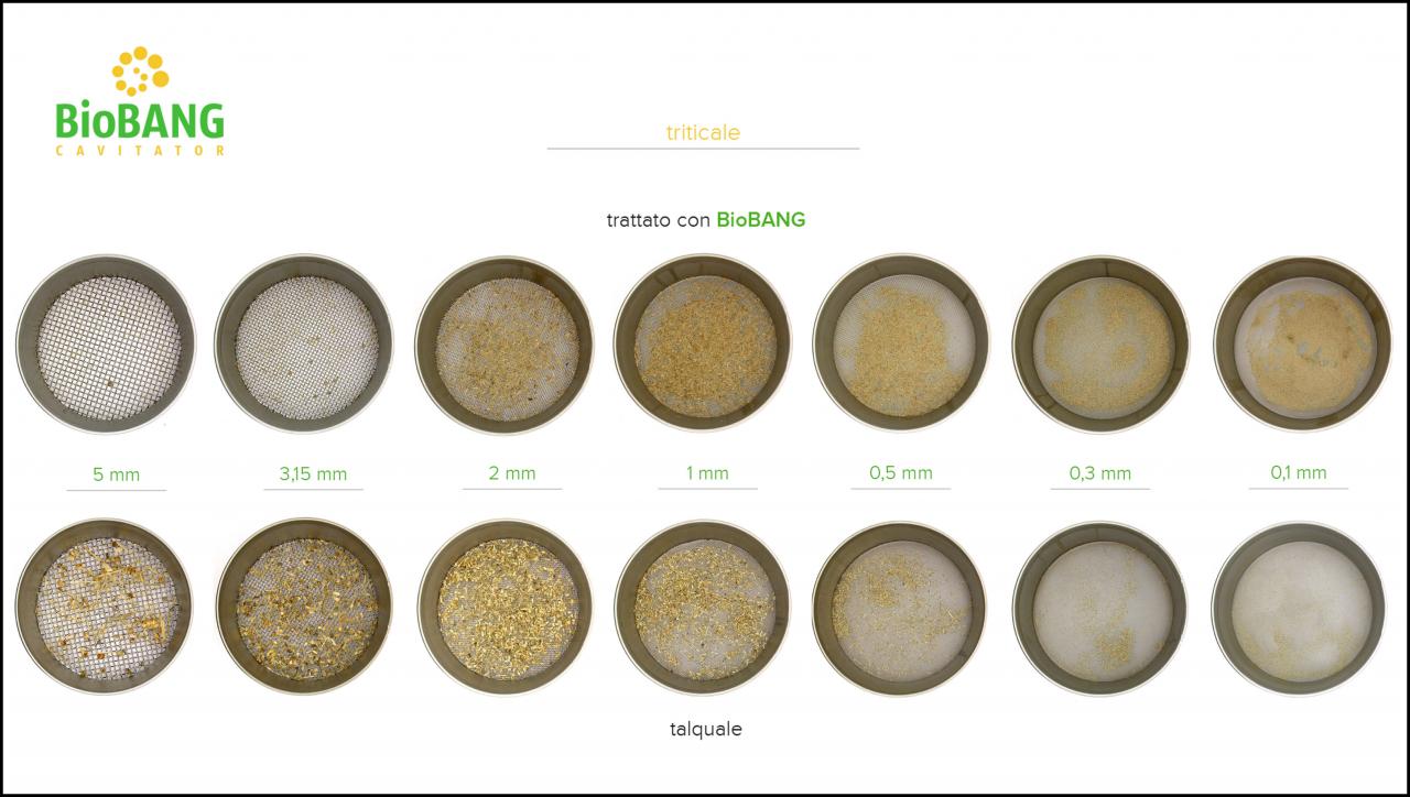 test-biomassa-triticale_8 test-biomassa-triticale_8