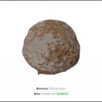 test-biomasse-cocco-2 test-biomasse-cocco-2