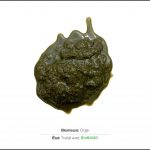 test-biomasses-orge-2 test-biomasses-orge-2