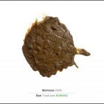 test-biomasses-paille-02