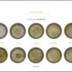 test-biomasses-pre-permanent_8 test-biomasses-pre-permanent_8