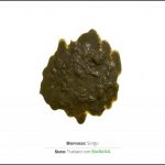 trattamento-biomassa-sorgo_2 trattamento-biomassa-sorgo_2