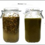 trattamento-biomassa-sorgo_4 trattamento-biomassa-sorgo_4
