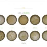 trattamento-biomassa-sorgo_8 trattamento-biomassa-sorgo_8